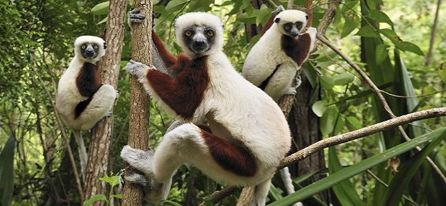 Madagascar (Miniserie)